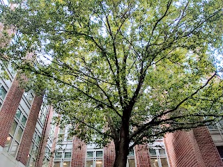 Tulane University School of Law