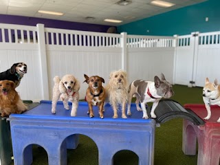 HeartStrings Pet Resort and Daycare