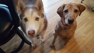 4 Paws Dog Walker