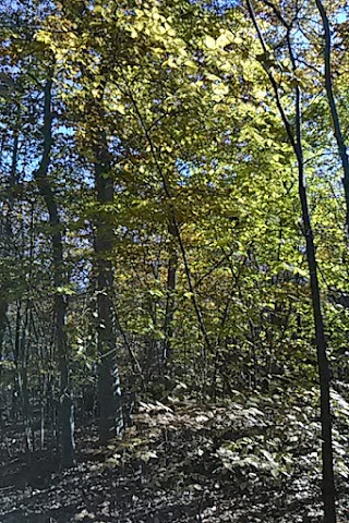 Elton Beard Family Cabin