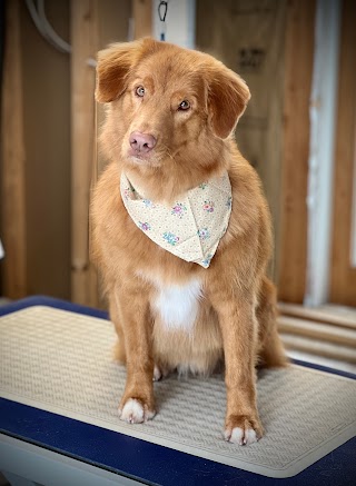 Pretty Puppy Grooming and Pet Portraits