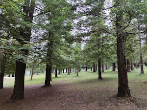 Bosque de Colón - Sequoias Poio