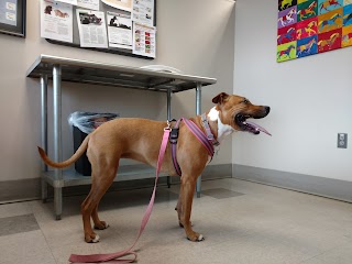 Tufts at Tech Community Veterinary Clinic