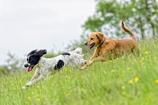 Happy Tails Pet Resort and Spa