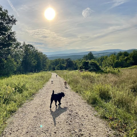 Summer camp for dogs all year long