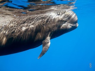 Catamaran Marhaba, Excursiones en barco en Tenerife