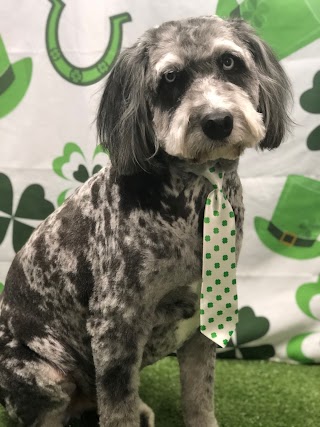 dominique's dog grooming