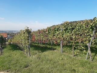 Wein Panorama Weg