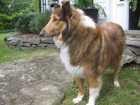 Photo of Canine Kisses - Lanvale Court, Clemmons, NC 27012, USA