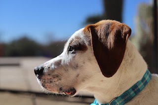 Saguaro Veterinary Surgery