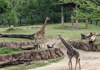 Dallas Zoo