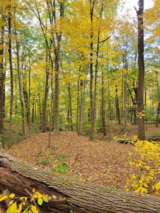 Mt Bradford Disc golf course