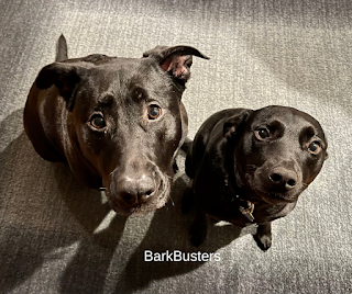 Bark Busters - Mike The Dog Trainer