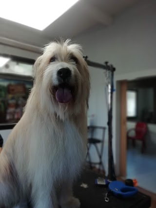 Peluquería Canina RM