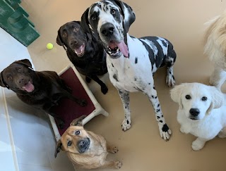 My Dogs Daycare