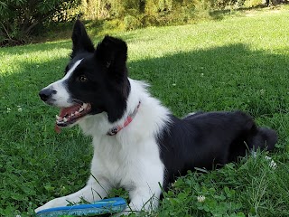 Centro Veterinario Mascoteros