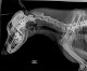 Photo of Diagnostic Imaging Systems Inc - 2325 East Street Charles Street, Rapid City, SD 57703, USA