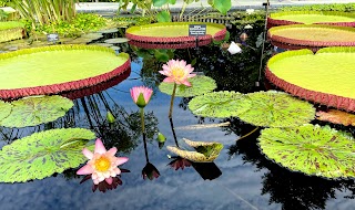 Water Lily Display