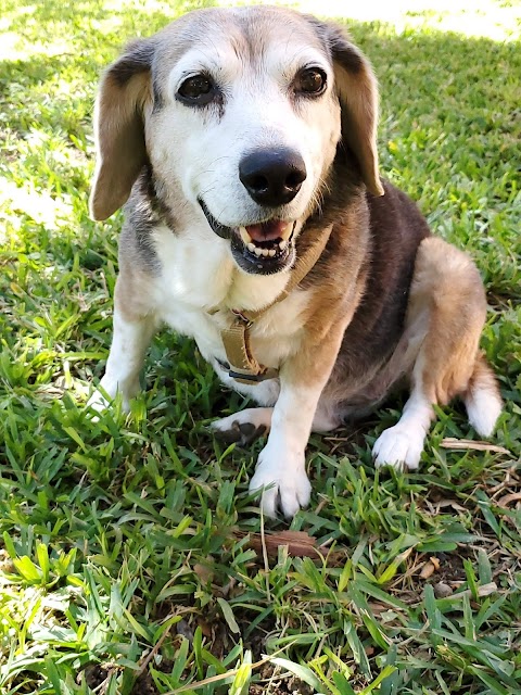 Photo of Ask Ariel Your Pet Nutritionist - 1 South Pointe Drive, Lake Forest, CA 92660, USA