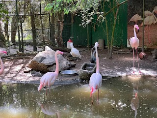 Avifauna