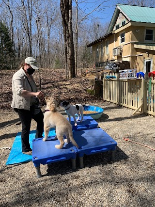 Pet Connection Dog Training