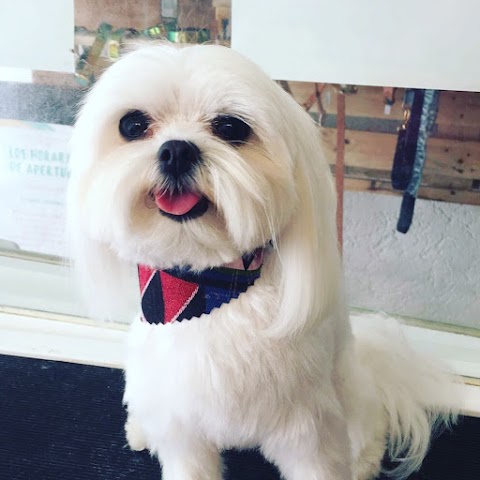 Dressed To The Canines Boutique, Pet Grooming & Cattery