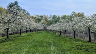 Lindabury Orchard