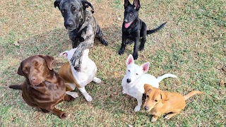 Hotel de Mascotas - La Casa Del Abuelo - Residencia Canina