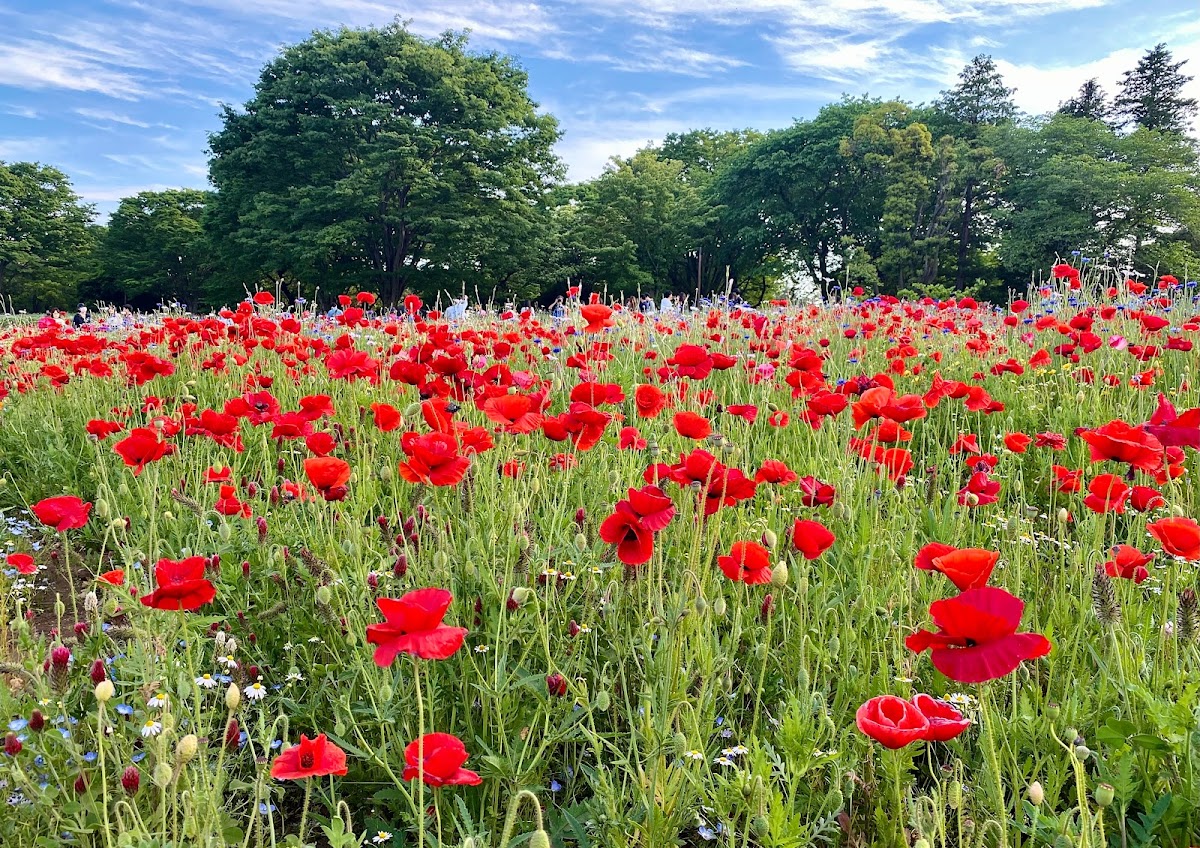 国営昭和記念公園