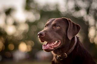 The Bailey Veterinary Medical Center