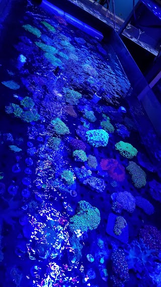 Exotic Fish & Corals