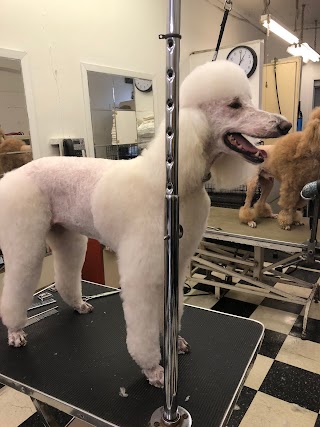 Lux Quality Dog Grooming