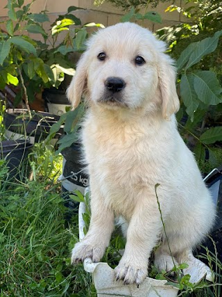 Clínica Veterinaria Canina y Felina