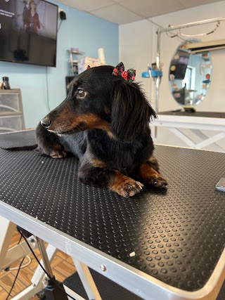 Diamonds Place Dog Grooming