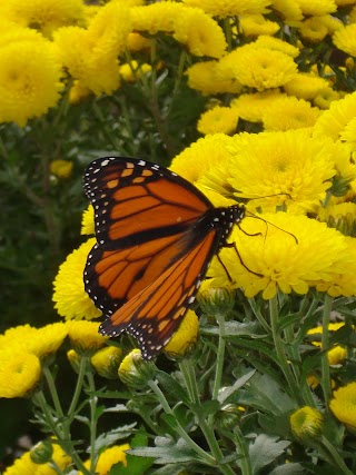 Reynolds Farms Nursery and Country Garden Center