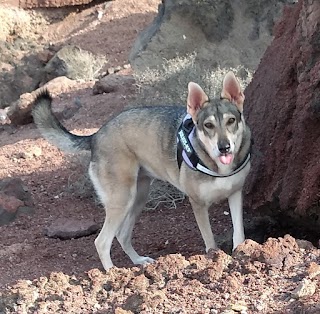 Clínica Veterinaria Timanfaya