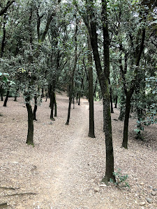 Bosque del Malhivern