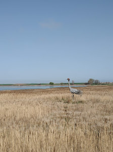 Pasarela de Gallocanta