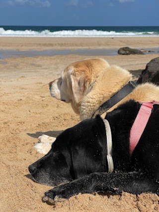 CLÍNICA VETERINARIA MÓVIL ROCÍO JUNQUERA