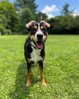 Love on a Leash Pet Sitting and Dog Walking