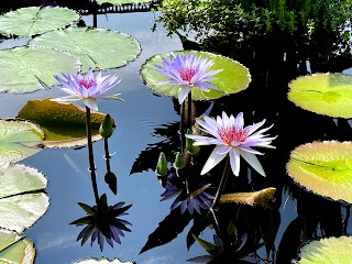 Water Lily Display