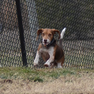 Cornelia Veterinary Hospital