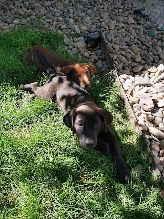 Academy Kennels Boarding & Grooming Salon