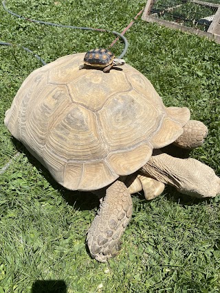 Tortoise and the Hare Common to Exotic Pets LLC