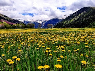 Telluride Rentals