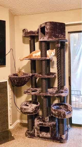 Cozy Cat Furniture