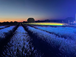 Festival Campos de Lavanda de Brihuega