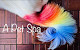 Photo of A Pet Spa - 12811 8th Avenue West, Everett, WA 98204, USA