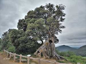 Eraulgo artea/Encina de Eraul