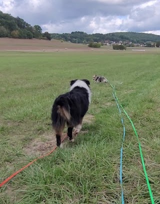 Hundeservice Geldner - Gassi-Service, Haltercoaching Schwerpunkt Hundesprache